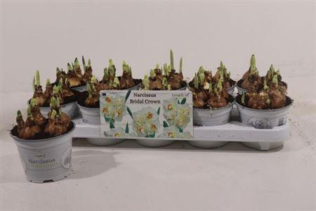 <h4>Narc D Bridal Crown</h4>