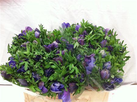 <h4>Anem Mistral Blue</h4>