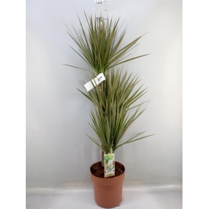 Dracaena marg. 'Bicolor'