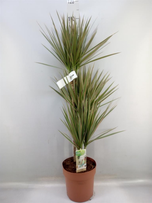 <h4>Dracaena marg. 'Bicolor'</h4>