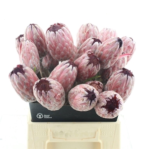 PROTEA PINK ICE
