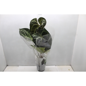 ANTHURIUM CRYSTALLINUM P17