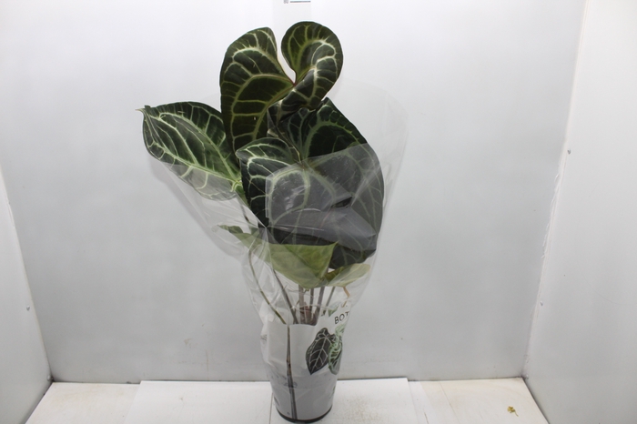 <h4>ANTHURIUM CRYSTALLINUM P17</h4>