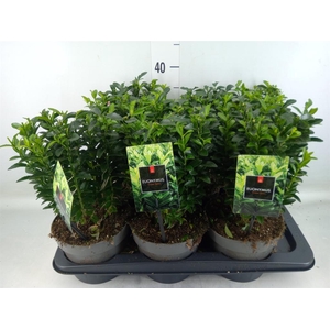 Euonymus japon. 'Green Spire'