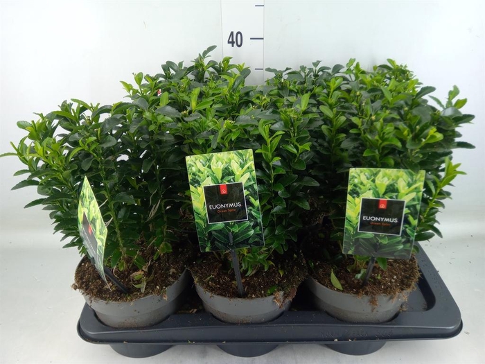 <h4>Euonymus japon. 'Green Spire'</h4>