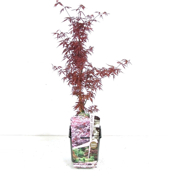 <h4>Acer palmatum 'Skeeters Broom' P19</h4>