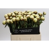 Paeonia Bowl Of Cream