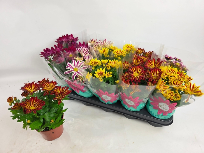 <h4>CHRYS GEM 5 KL</h4>