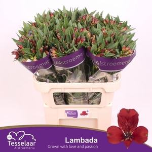 Alstr Lambada
