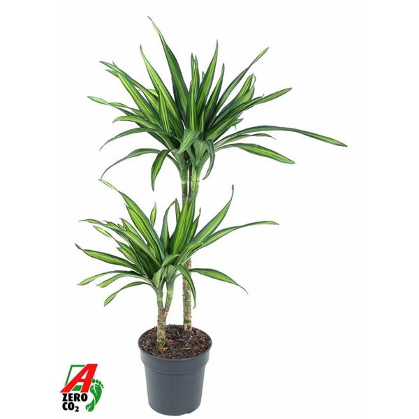<h4>Dracaena fragrans Riki</h4>