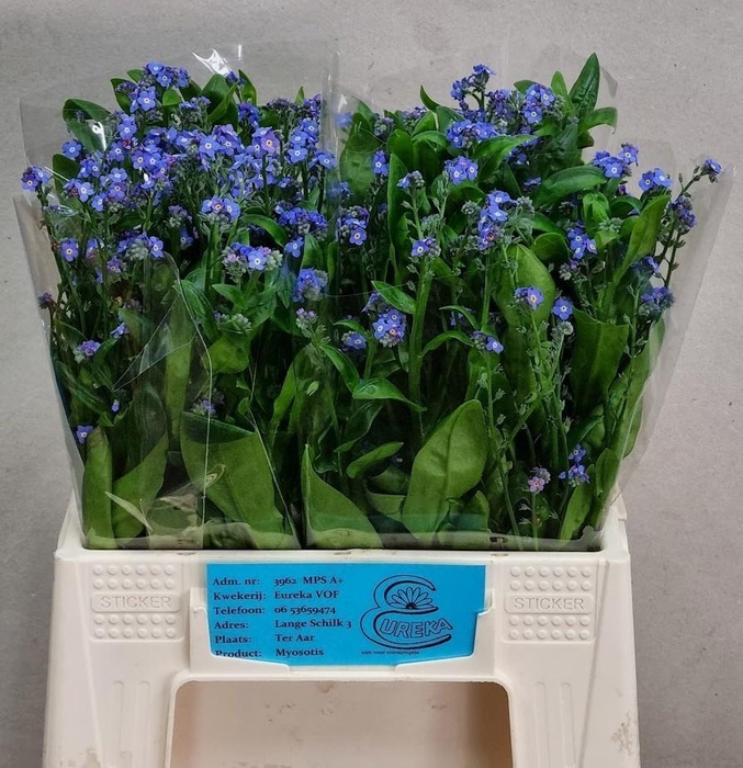 <h4>MYOS AL BLUE MEMORY</h4>