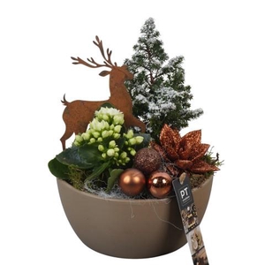 PTCHB9731 Arrangementen Kerst