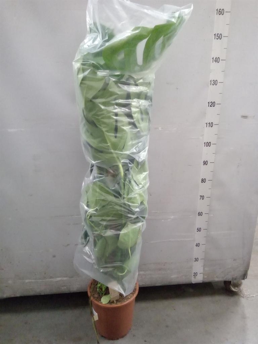 <h4>Monstera delic.</h4>