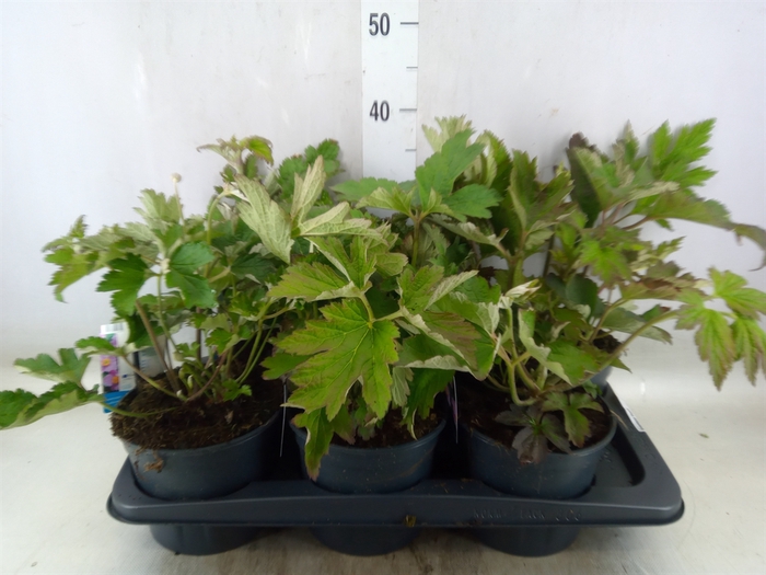 <h4>Anemone hupeh.</h4>