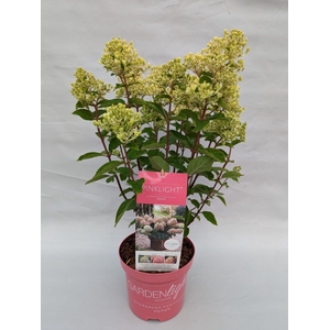 Hydrangea Paniculata (Gardenlight) 'Pinklight' IMPORT - 19 cm