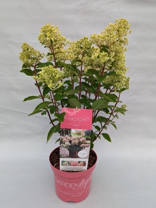 <h4>Hydrangea Paniculata (Gardenlight) 'Pinklight' IMPORT - 19 cm</h4>