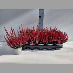 CALLU BL STEFFI