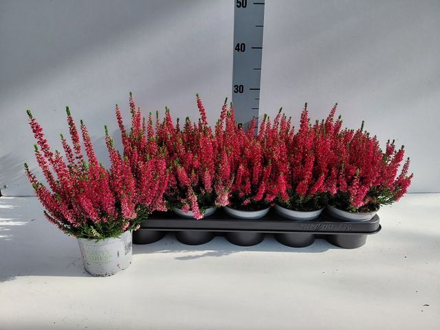<h4>CALLU BL STEFFI</h4>