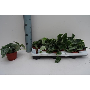 SCIND PICT SILVE ANN