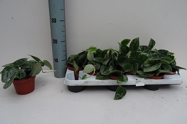 <h4>SCIND PICT SILVE ANN</h4>