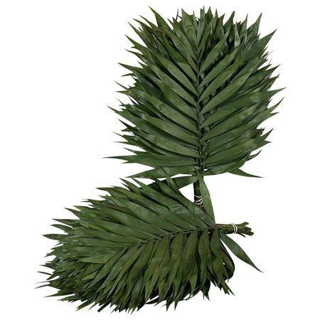 <h4>Chamaedorea Chicoblad per bos</h4>