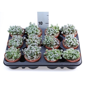 Succulents   ...