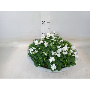 Viola corn. 'Deltini True White'