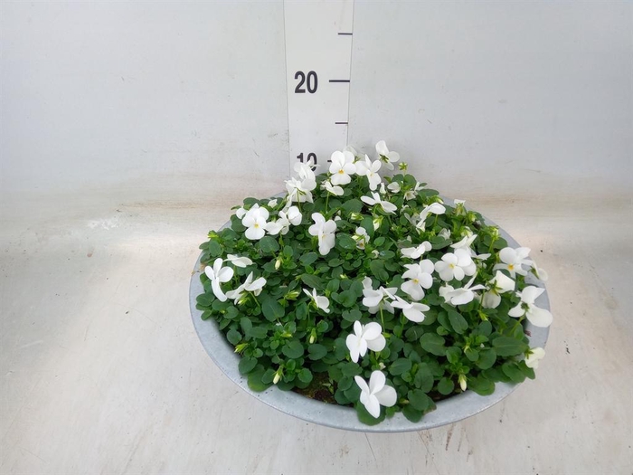 <h4>Viola corn. 'Deltini True White'</h4>