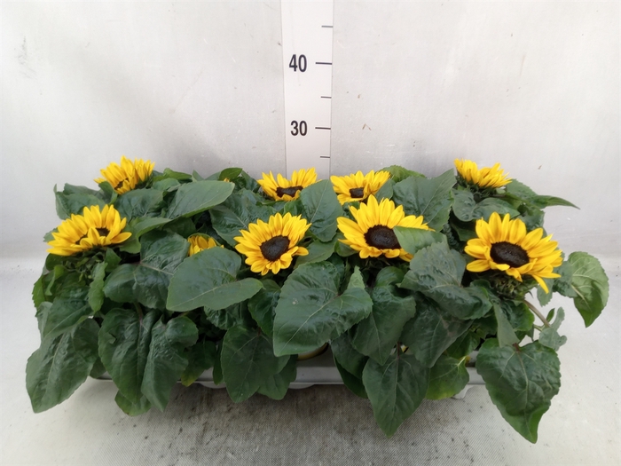 <h4>Helianthus an. 'Petisol'</h4>