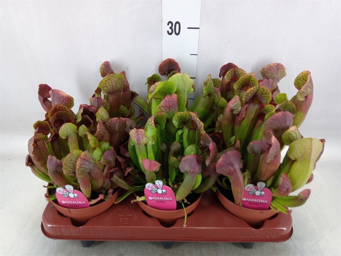 <h4>Sarracenia   ...</h4>