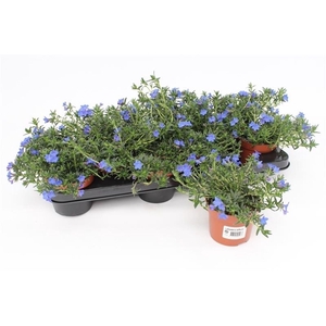 Lithodora Diffusa Heavenly Blue