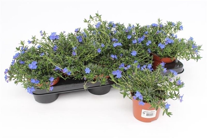 <h4>Lithodora Diffusa Heavenly Blue</h4>