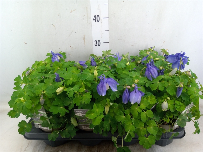 <h4>Aquilegia caerulea</h4>
