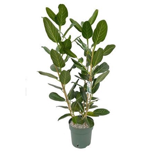 Ficus Altissima Toef (bark)