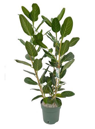 <h4>Ficus Altissima Toef (bark)</h4>