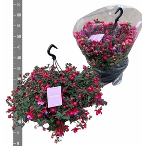 FUCHSIA B F MARIA