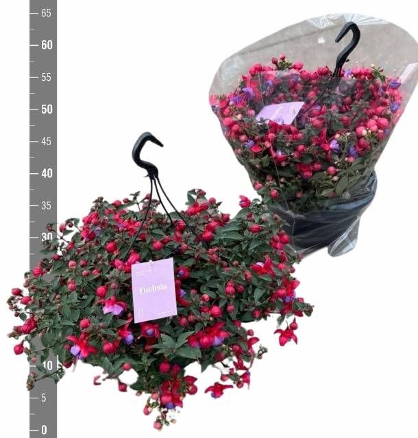 <h4>FUCHSIA B F MARIA</h4>