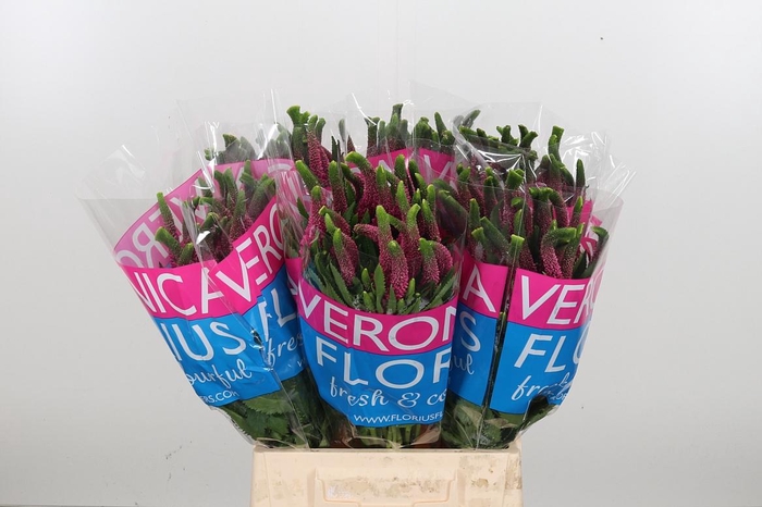 <h4>Veron Smart Iselle</h4>