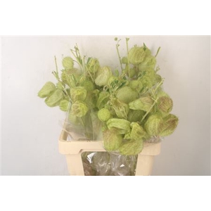 Asclepia Moby Dick 7+ Bal