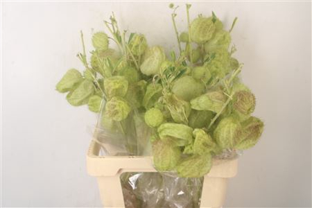 <h4>Asclepia Moby Dick 7+ Bal</h4>