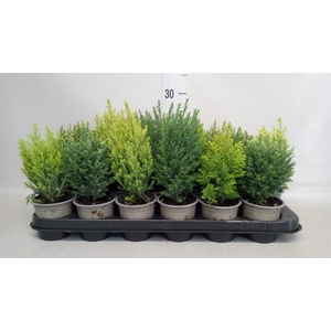 Conifers   ...