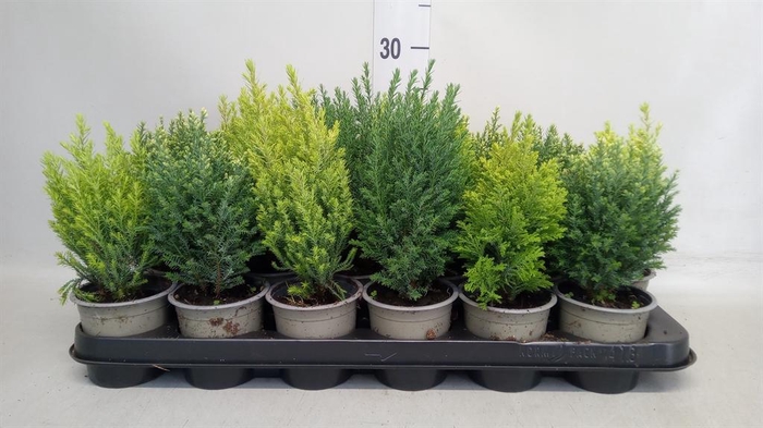Conifers   ...