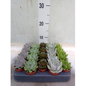 Echeveria   ...mix