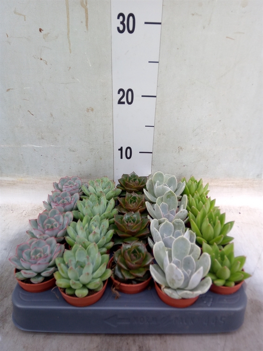 <h4>Echeveria   ...mix</h4>