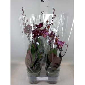 Phalaenopsis multi. 'Ant Cartagena'