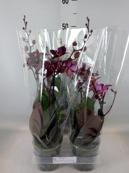 <h4>Phalaenopsis multi. 'Ant Cartagena'</h4>