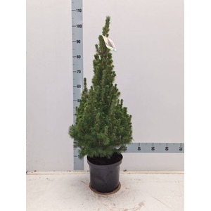 PICEA GL CONICA