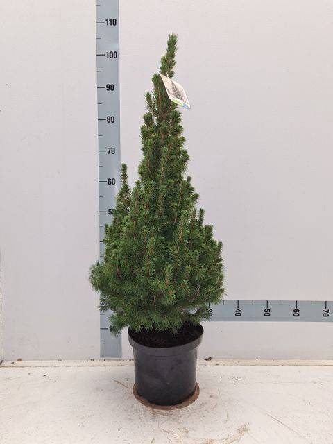 <h4>PICEA GL CONICA</h4>