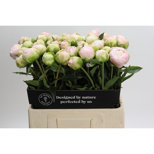 Paeonia Moon over Barrington