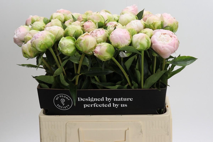 <h4>Paeonia Moon over Barrington</h4>